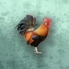 柚子直播